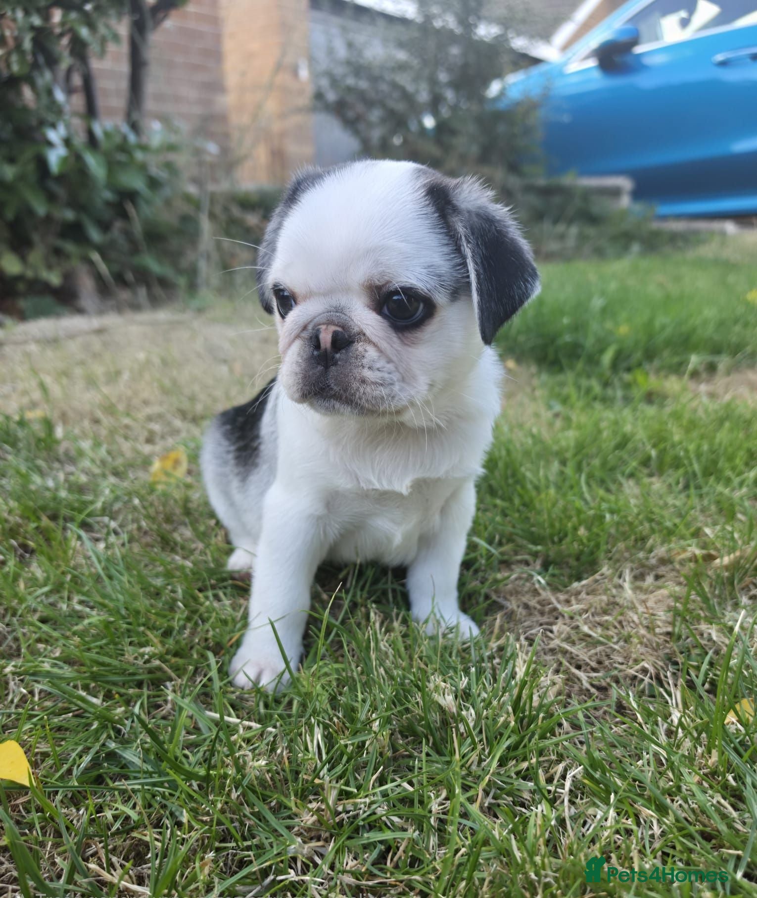 Pug dogs Stunning KC Prince Pug — only one left - Advert 1