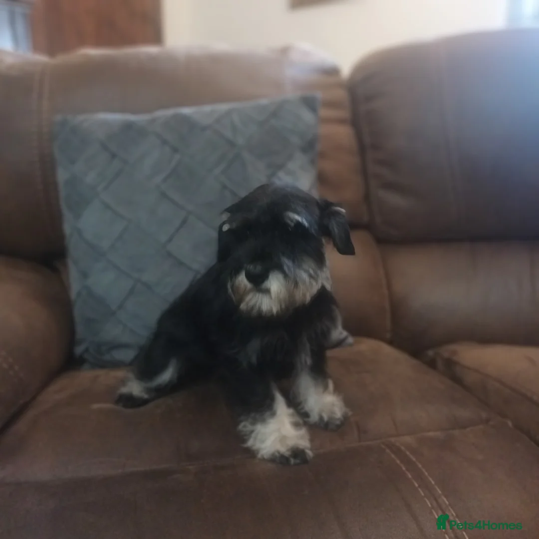 Miniature Schnauzer dogs for sale: Two beautiful girls available  - Advert 2