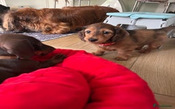 Dachshund dogs for sale: KC Registered Quality Mini Dachshunds long hair  - Image 18