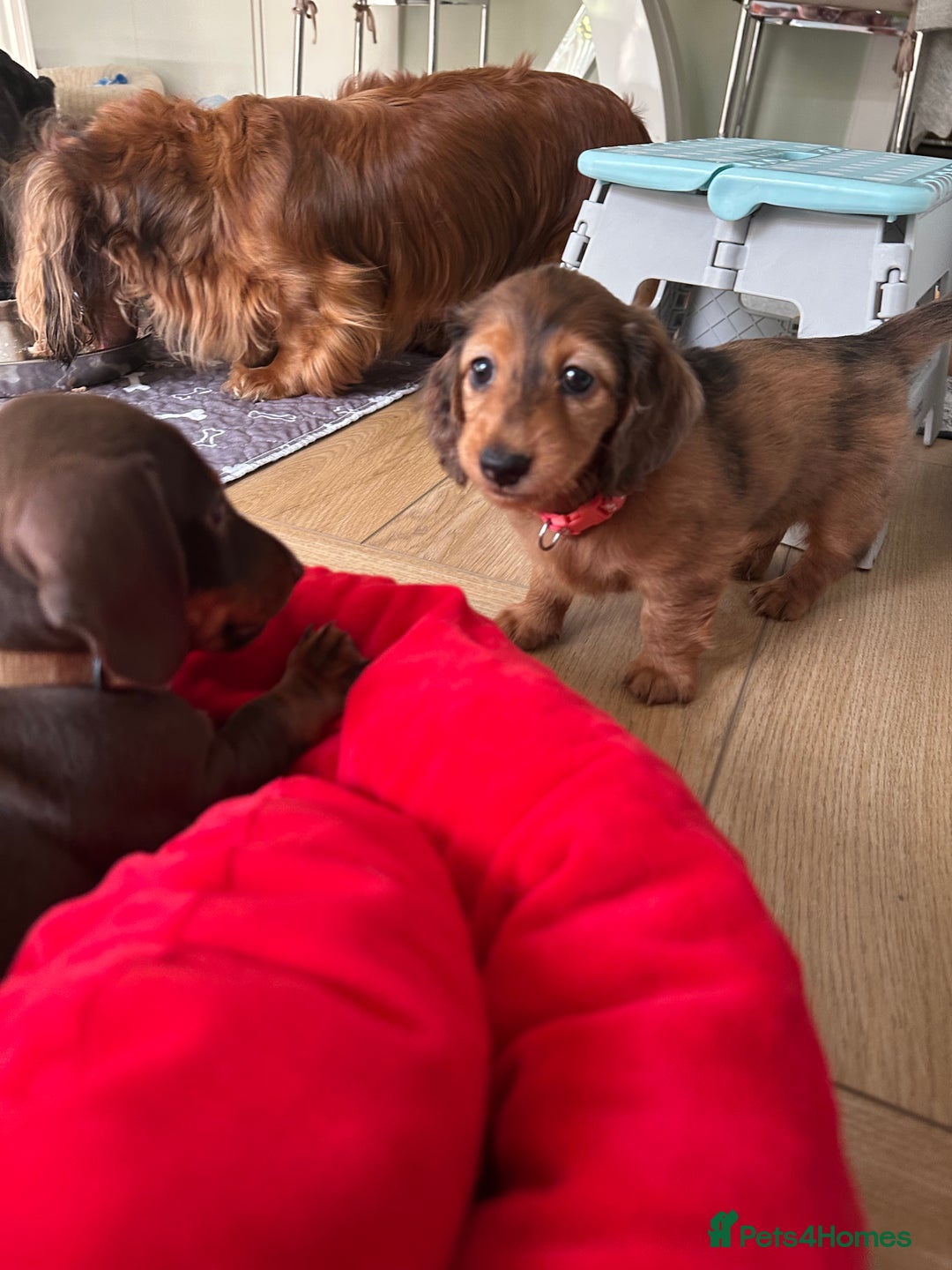 Dachshund dogs for sale: KC Registered Quality Mini Dachshunds long hair  - Image 18
