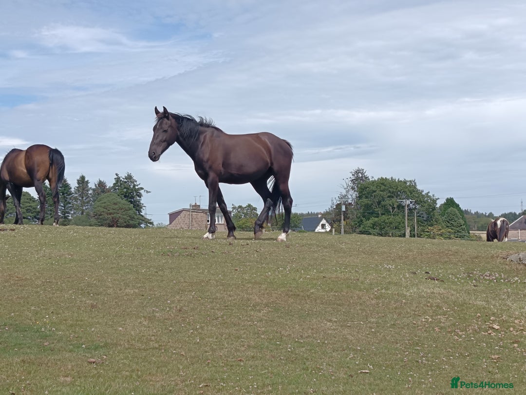 Irish Sports horses for sale: 2 x Mares - Image 8