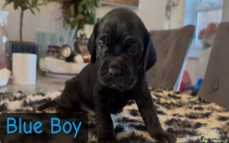 Mixed Breed dogs for sale: Cocker Spaniel cross Labrador - Image 6