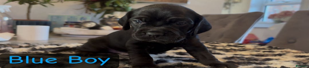 Blue Puppy