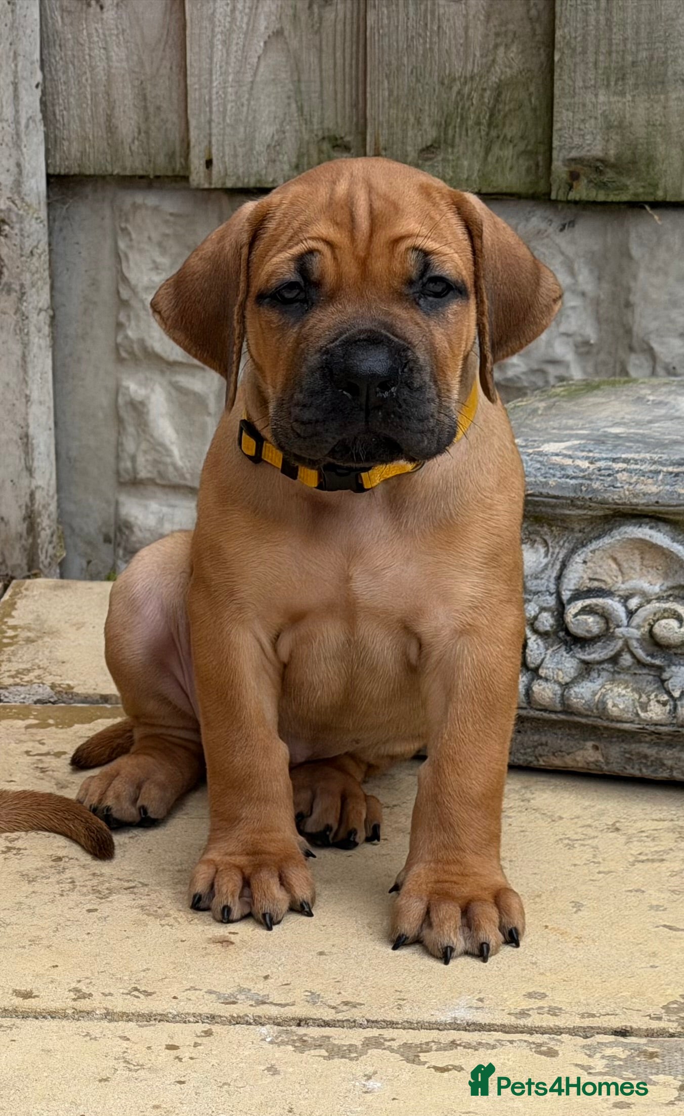 Boerboel dogs Elite Guard Neema X Spartan Dutch - Advert 2