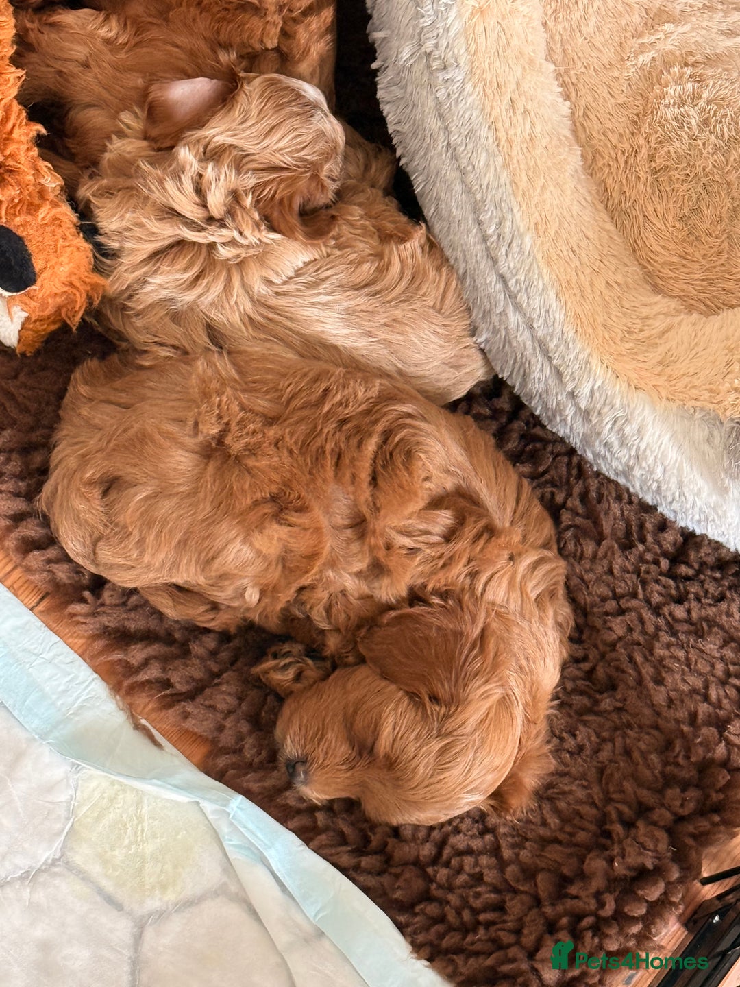Maltipoo dogs for sale: Rare Red F1B Maltipoo Puppies - Advert 5