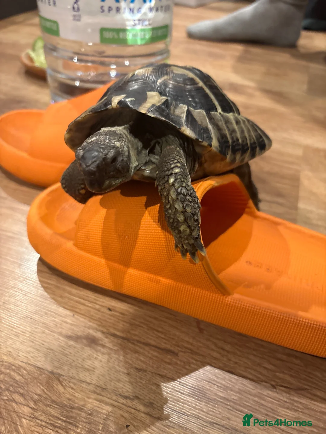 Hermann Tortoise reptiles for sale: Herman Tortoise  in London - Advert 2