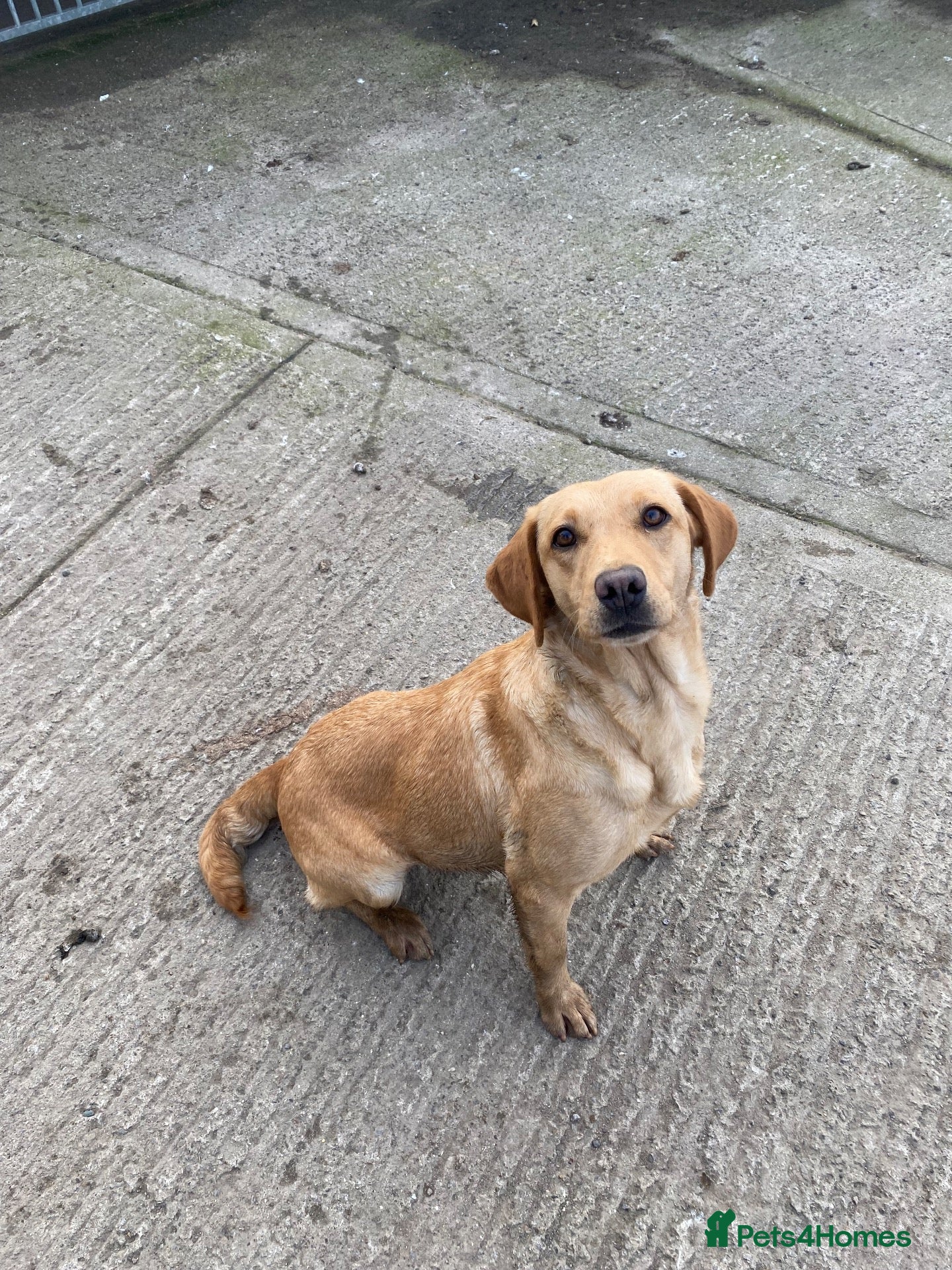 Labrador Retriever dogs Lovely KC reg, health tested yellow Labrador  - Advert 11