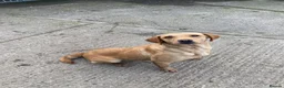 Labrador Retriever dogs for sale: Lovely KC reg, health tested yellow Labrador  - Advert 1