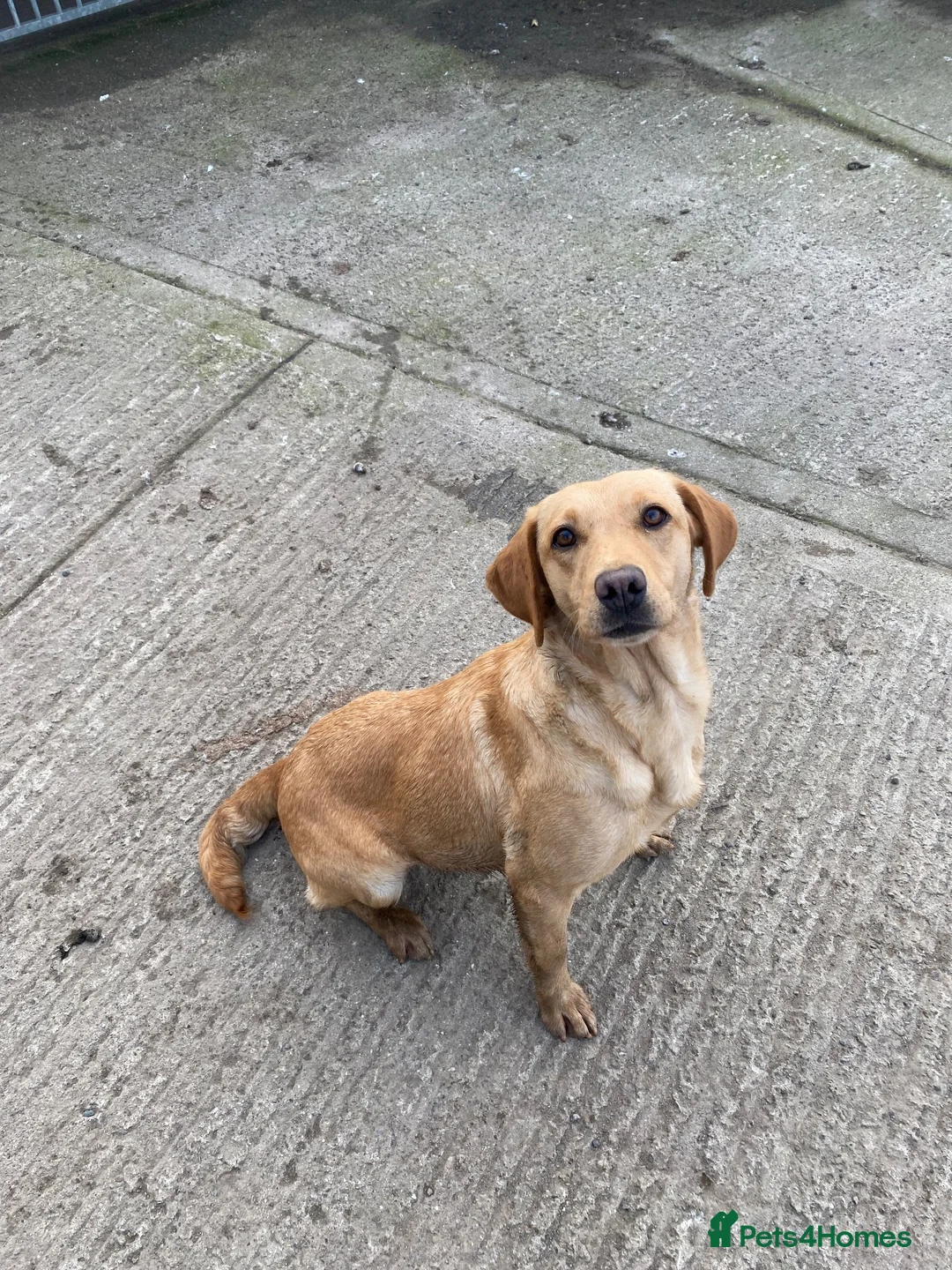 Labrador Retriever dogs for sale: Lovely KC reg, health tested yellow Labrador  - Advert 1