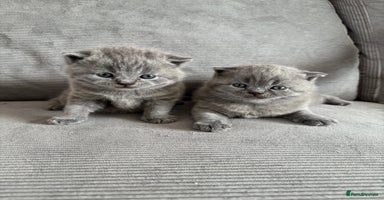 British Shorthair cats - Advert 6