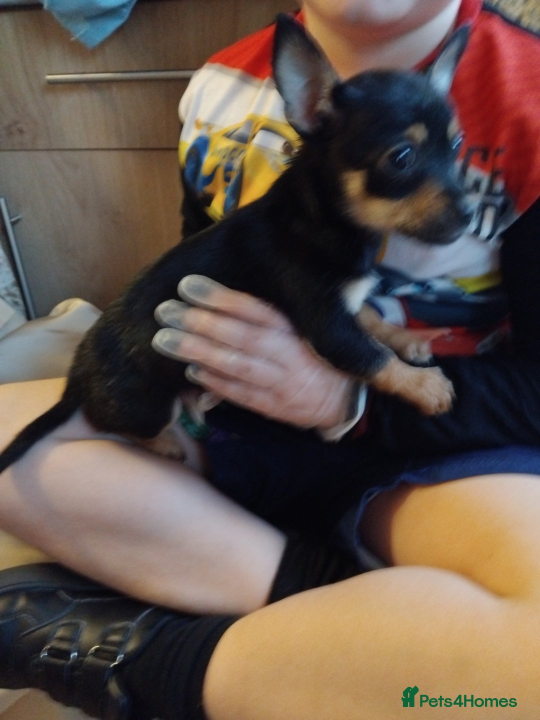 Chihuahua dogs for sale: 3 beautiful chihuahua puppies - Image 9