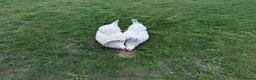 Chickens poultry for sale: Light Sussex point of lay chickens for sale - Advert 3