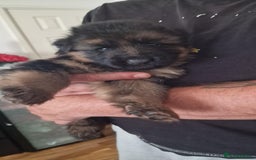 German Shepherd dogs for sale: For sale - Image 1