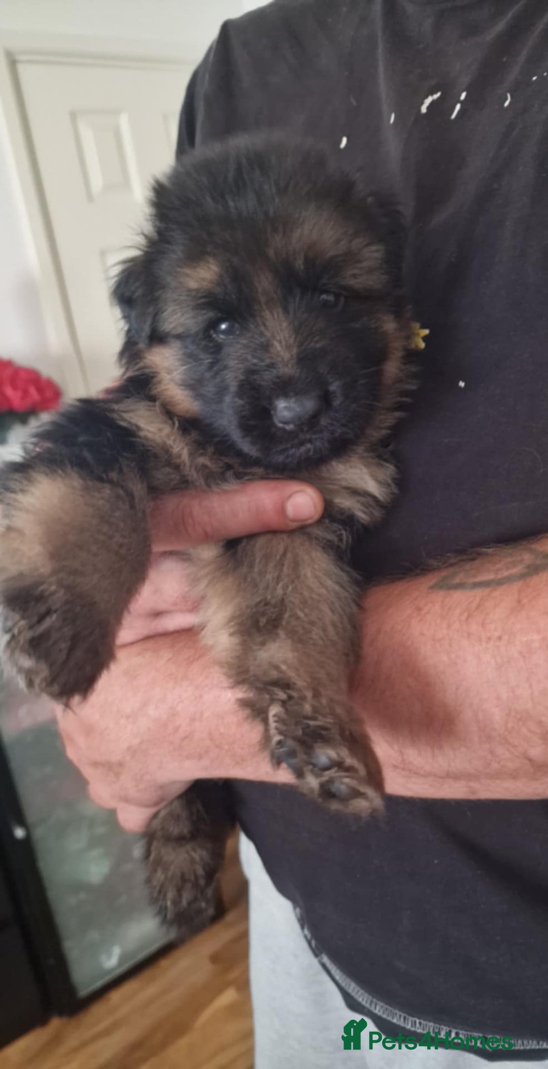 German Shepherd dogs for sale: For sale - Image 1