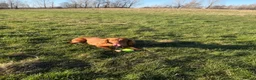 Cocker Spaniel dogs for sale: Red KC reg working cocker spaniels  in Sunderland - Advert 20