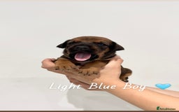 Mixed Breed dogs for sale: Doberman x American Bulldog  - Image 7