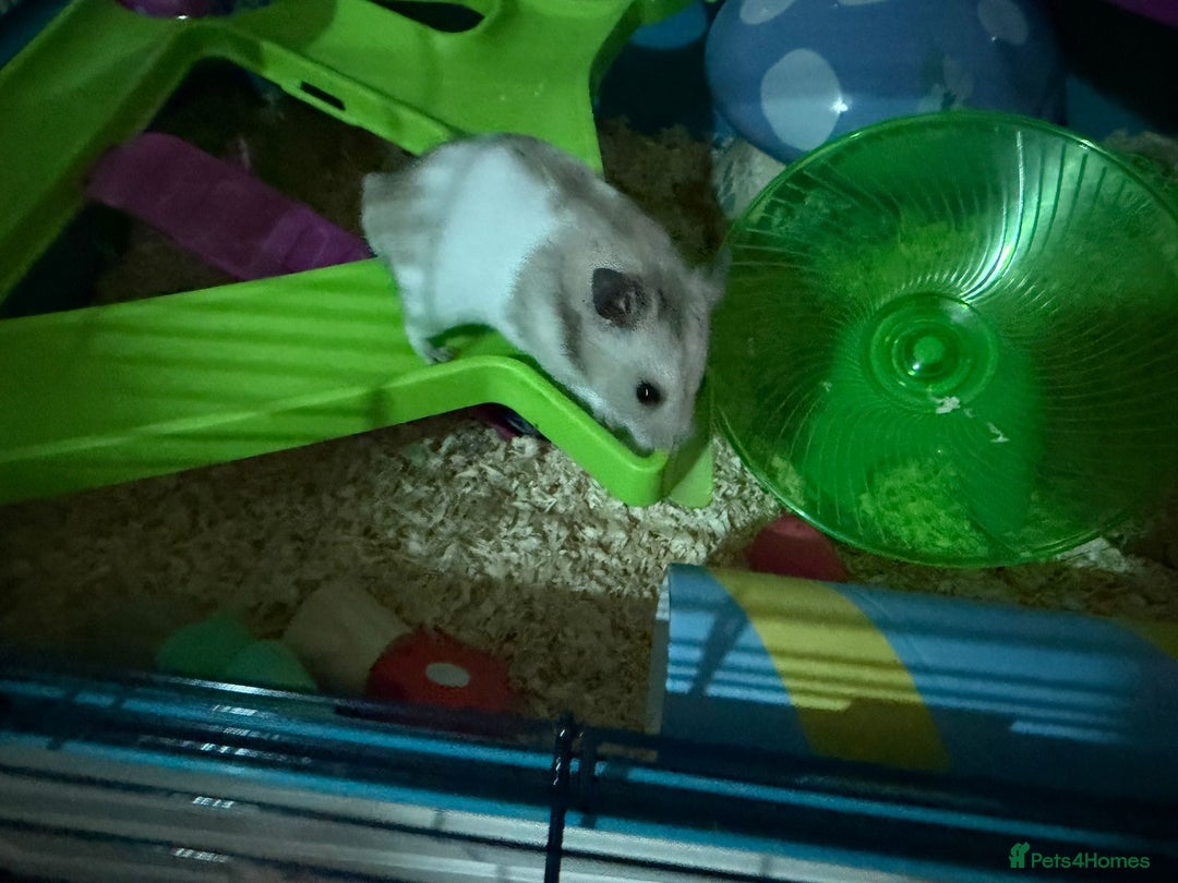 Hamster rodents for sale: Syrian hamster with full set up - Image 1