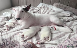English Bull Terrier dogs for sale: Adorable English Bull Terrier Puppies - Image 3