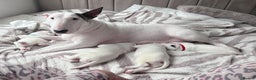 English Bull Terrier dogs for sale: Stunning Pedigree English Bull Terrier Puppies  - Advert 5