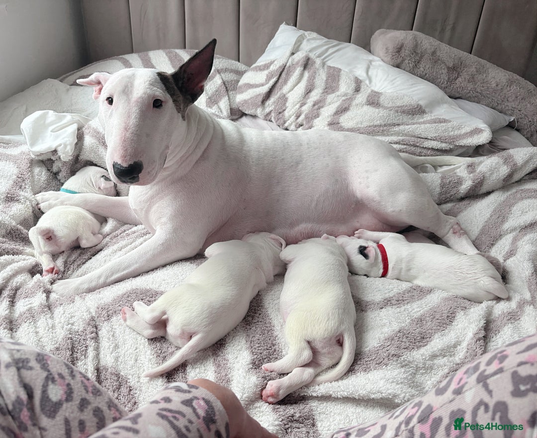 English Bull Terrier dogs for sale: Adorable English Bull Terrier Puppies - Image 3