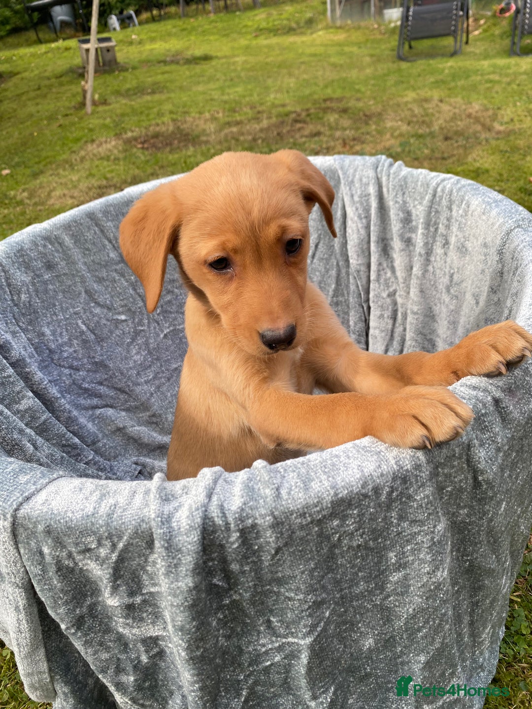Labrador Retriever dogs for sale: Fox Red lab puppies for sale - Image 7