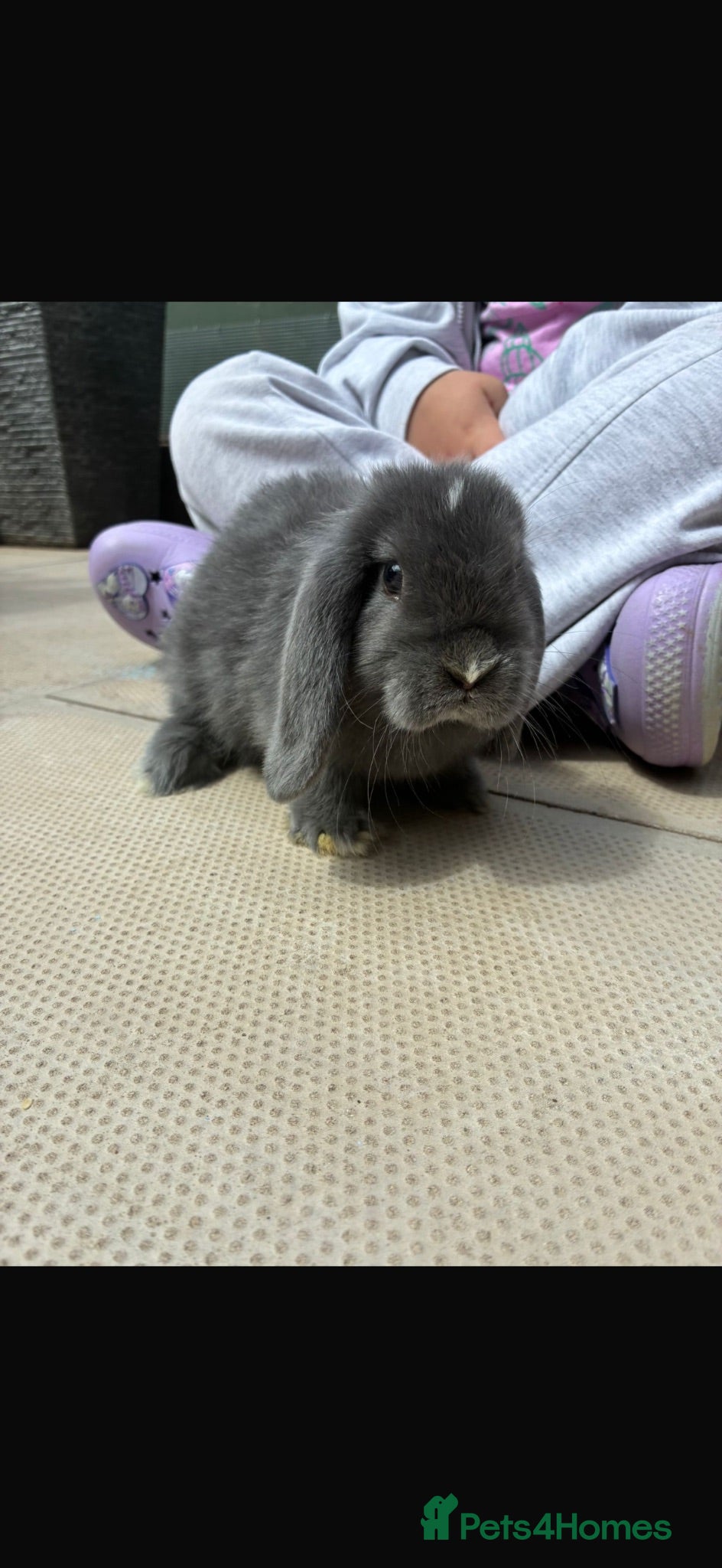 Mini Lop rabbits Last little rabbit left  - Advert 13