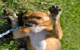 Mixed Breed dogs for adoption: 💖🐶 BARBIE 🐶💖 - Image 10