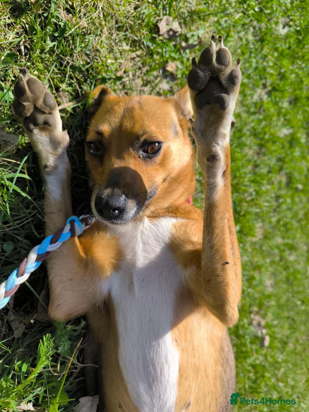 Mixed Breed dogs for adoption: 💖🐶 BARBIE 🐶💖 - Image 10