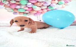 Miniature Dachshund dogs for sale: MINI CREAM DACHSHUND💥READY TO GO💥PRA CLEAR - Image 14