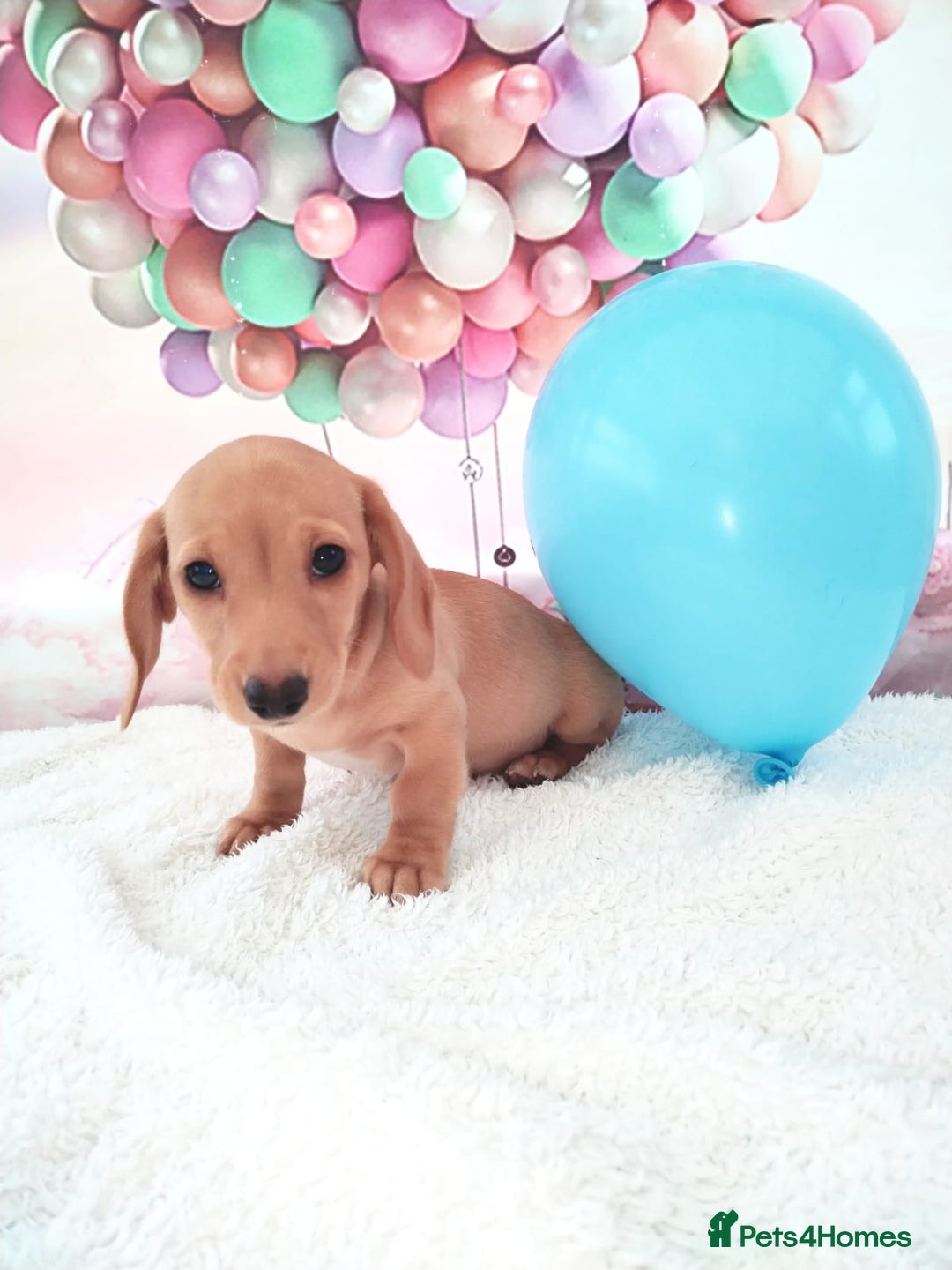 Miniature Dachshund dogs for sale: MINI CREAM DACHSHUND💥READY TO GO💥PRA CLEAR - Image 14