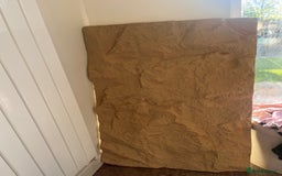 Bearded Dragon reptiles for sale: Sweetest Rankin Dragon needing a new home - Advert 15