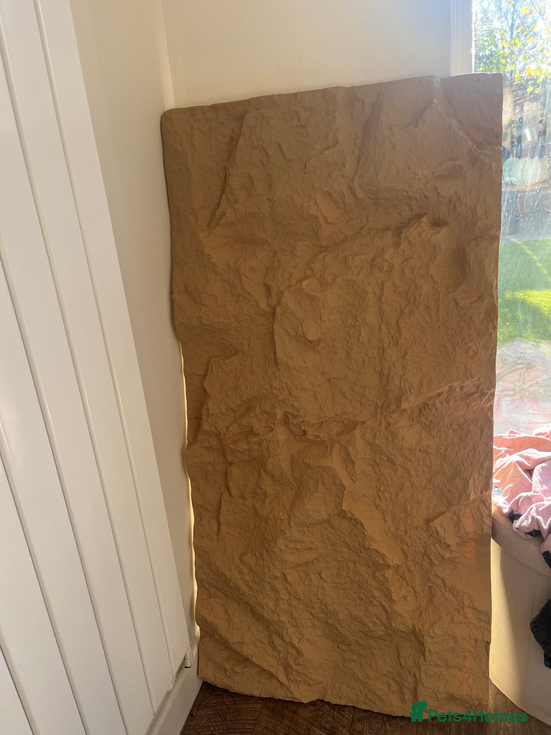 Bearded Dragon reptiles for sale: Sweetest Rankin Dragon needing a new home - Advert 15