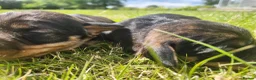 Dachshund dogs for sale: Kc registered teckel  - Advert 20