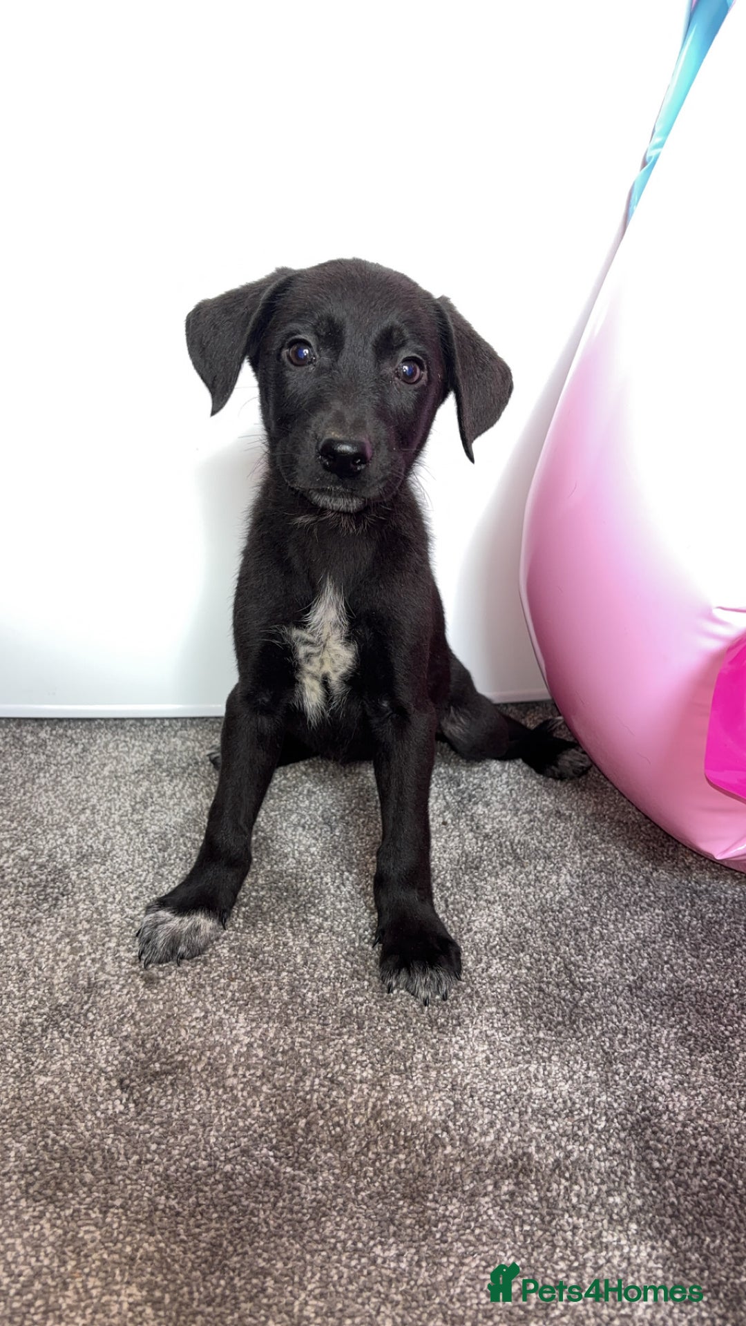 Borador dogs for sale: Collie x lab puppies - Image 3