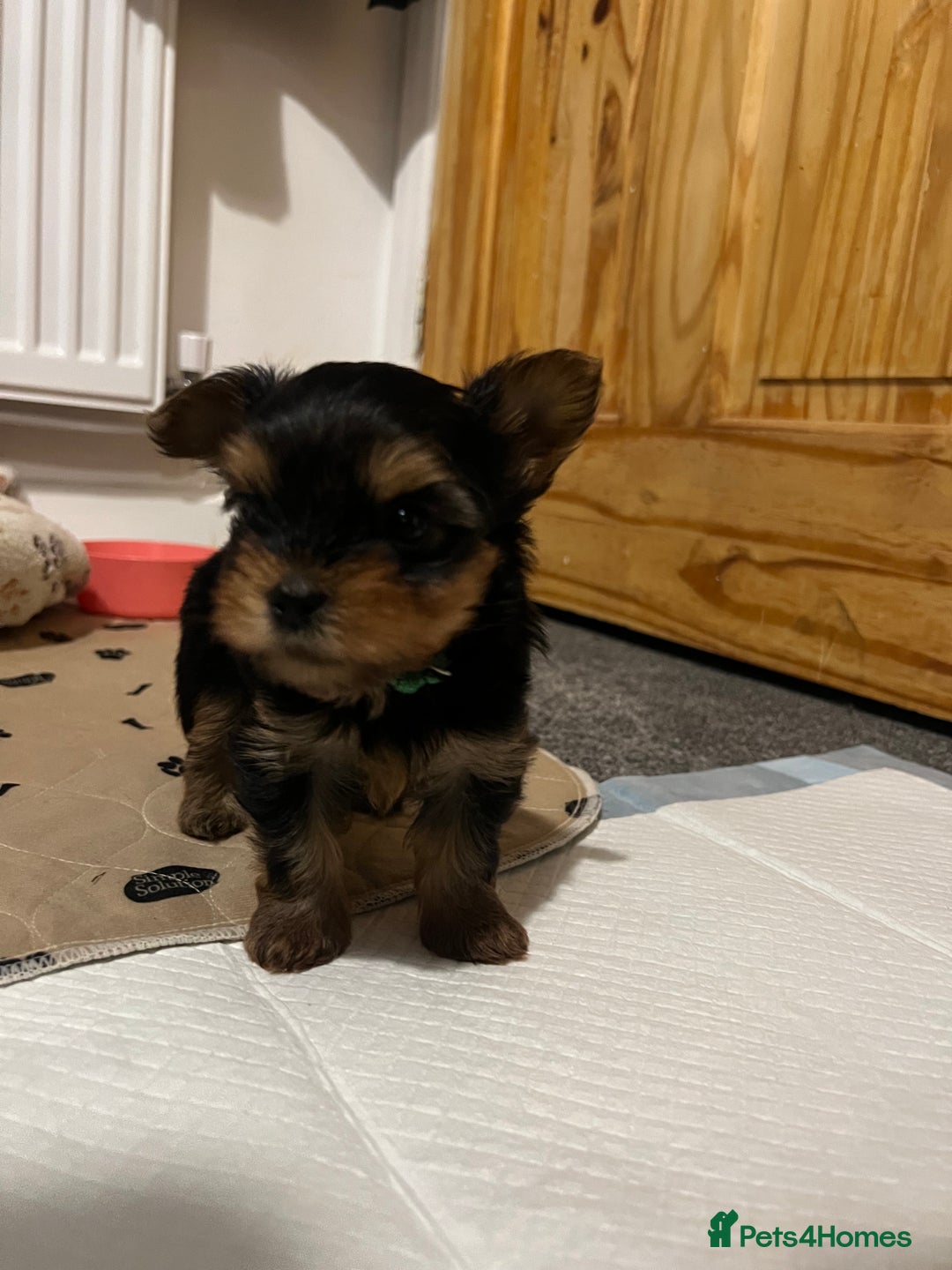 Yorkshire Terrier dogs for sale: 4 little pure breed Yorkshire terrier puppies  - Advert 9