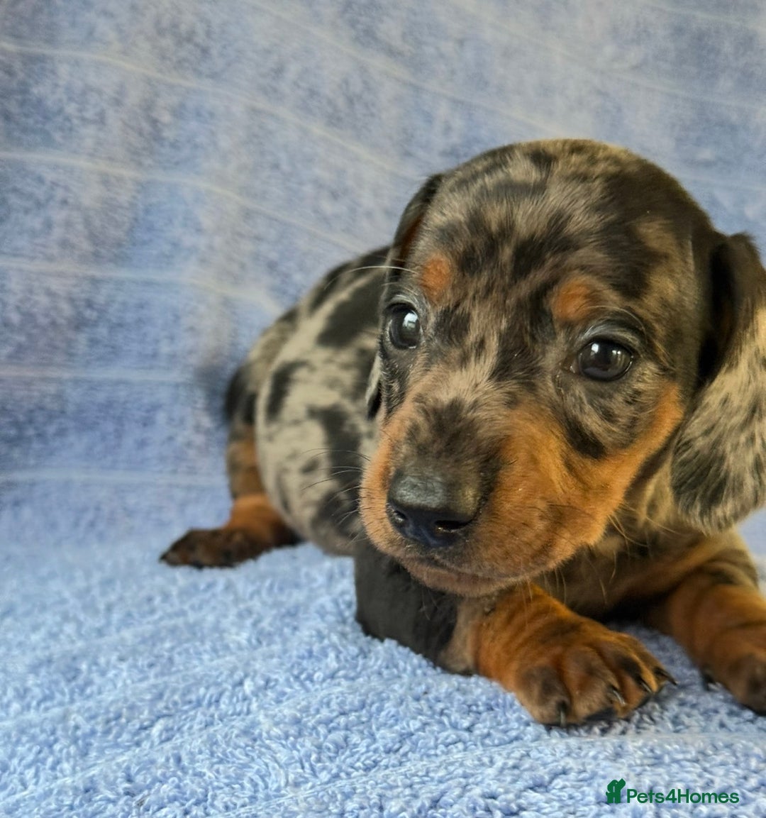 Miniature Dachshund dogs for sale: KC Reg Miniature Dachshund Puppies  - Advert 11