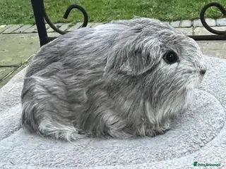 Guinea Pig rodents Guinea pigs Sheltie, coronet, Texel, merino. - Advert 5