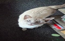Siamese cats for sale: Lilac point male Siamese for sale £350 no offers - Advert 3