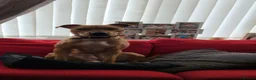 Mixed Breed dogs for sale: ***MISS LULA LEMON*** - Advert 2