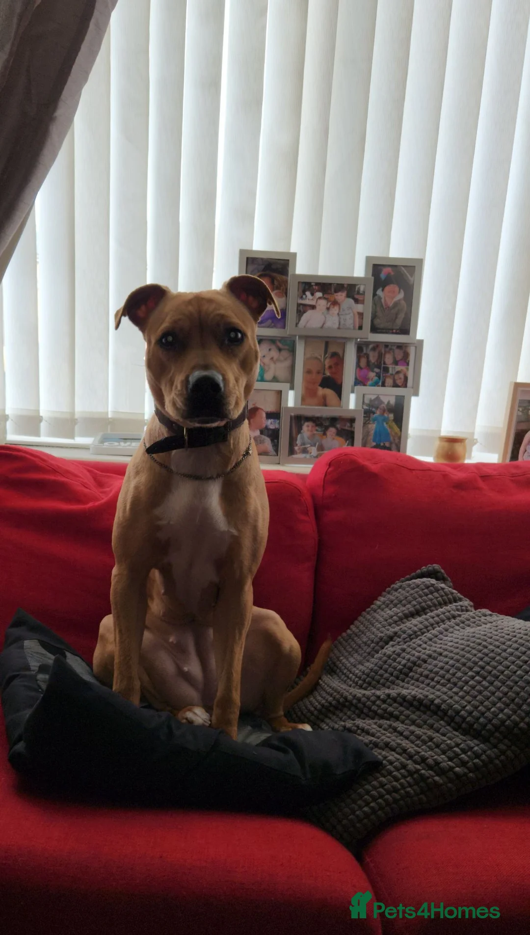 Mixed Breed dogs for sale: ***MISS LULA LEMON*** - Advert 2