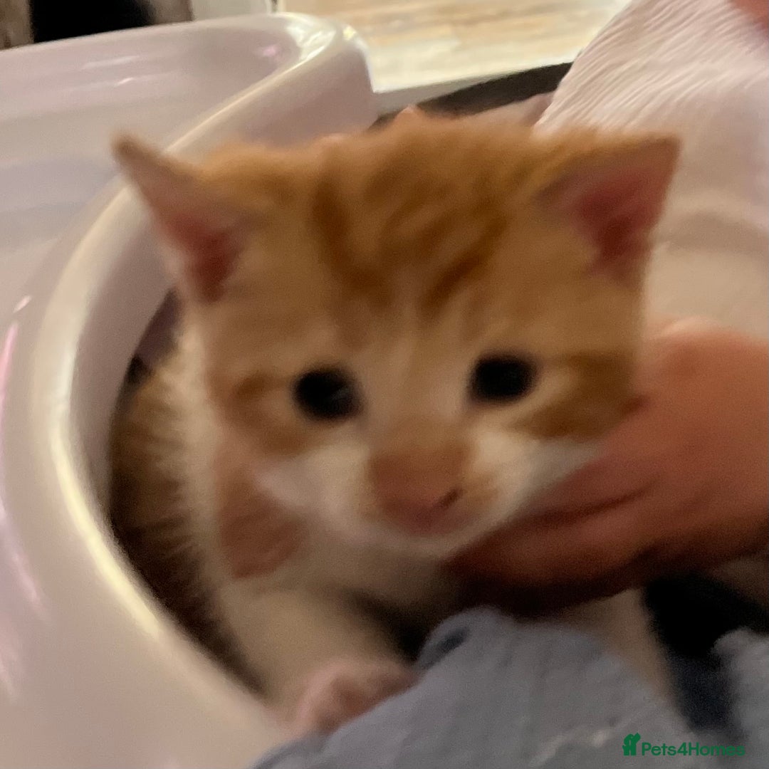 Mixed Breed cats for sale: 3 little kittens  - Image 5