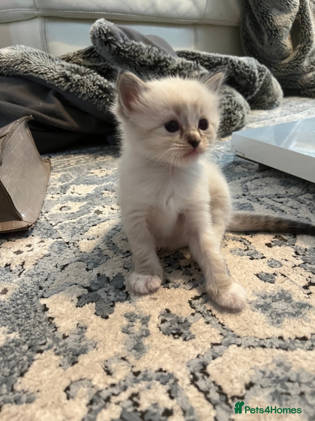Ragdoll cats for sale: Ragdoll kittens  - Image 16