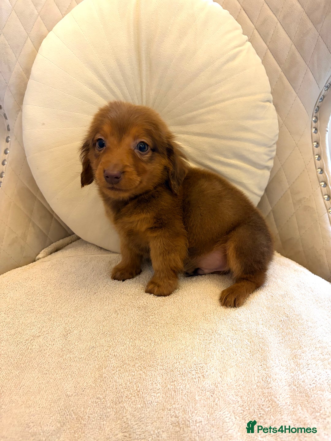 Miniature Dachshund dogs for sale: Dachshund puppy only 1 Boy still available  - Advert 13