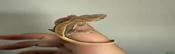 Gecko reptiles for sale: Crested gecko for sale  - Advert 12