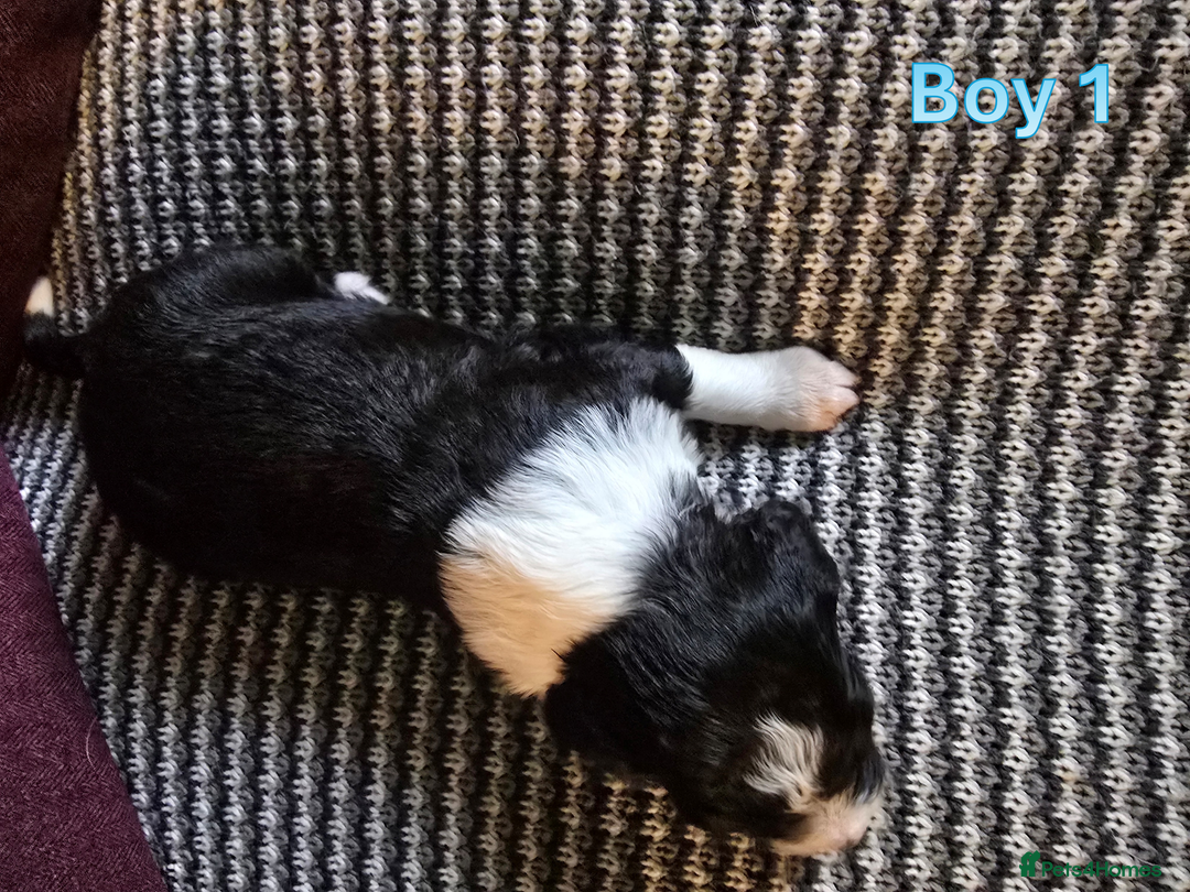 Sprollie dogs for sale: Sprollie Puppies - Image 7