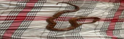 Corn Snake reptiles for sale: Corn snake 5 years old - Advert 2