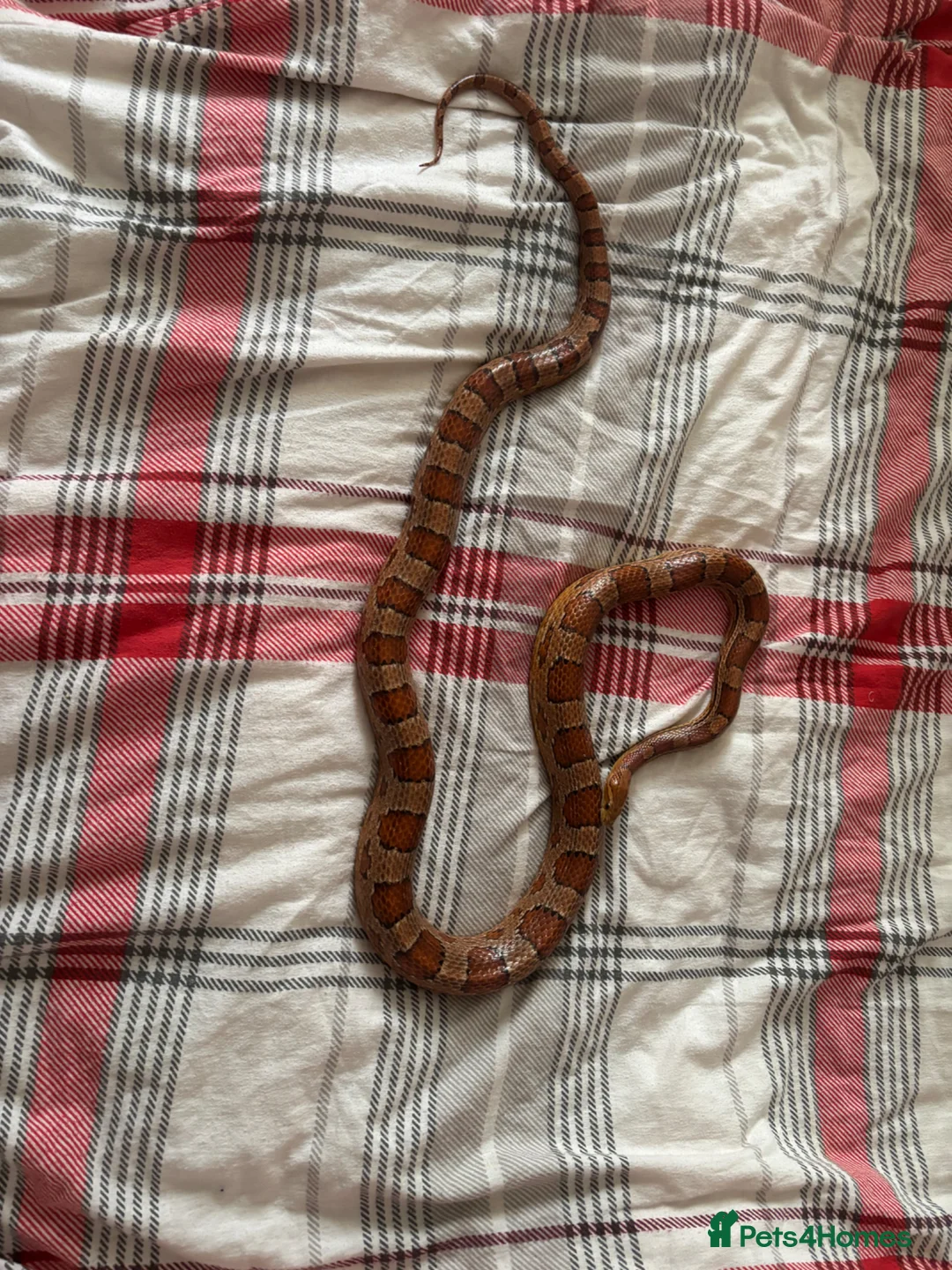 Corn Snake reptiles for sale: Corn snake 5 years old - Advert 2