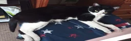 Siberian cats for sale: Cat for Adoption - Advert 6
