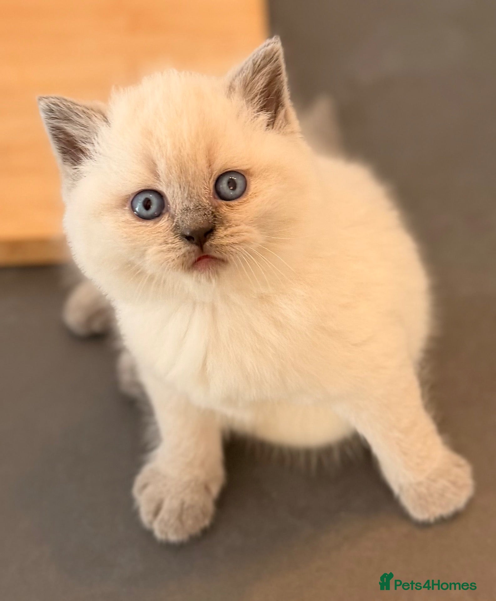 British Shorthair cats GCCF BRITISH SHORTHAIR KITTENS - Advert 1