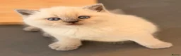 British Shorthair cats for sale: GCCF BRITISH SHORTHAIR KITTENS - Advert 19